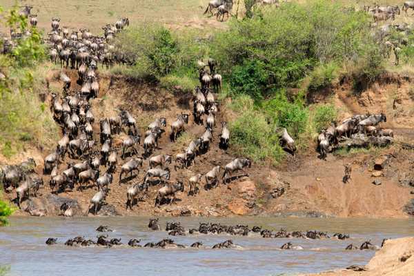 Wildebeest migration